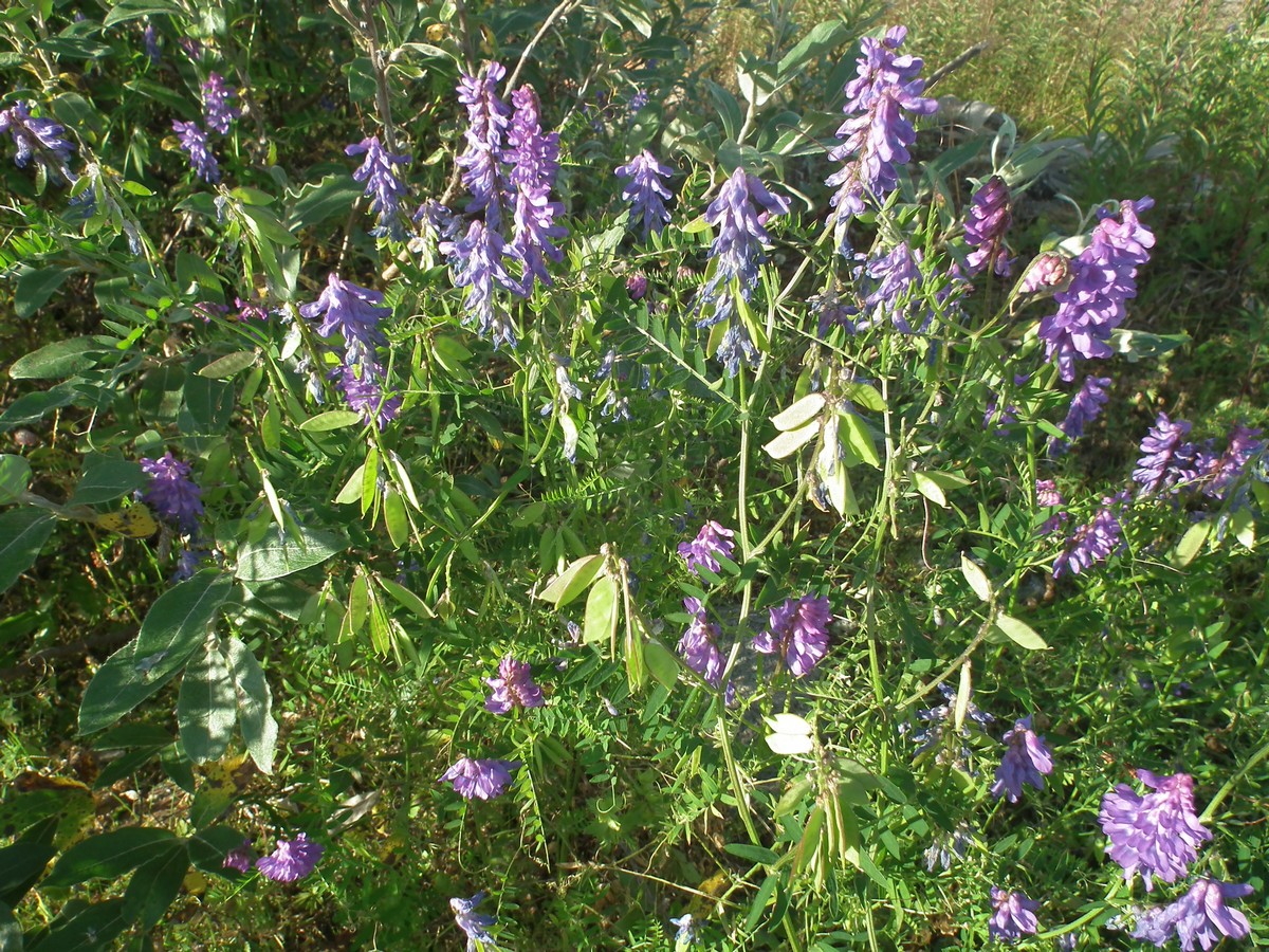 Изображение особи Vicia cracca.