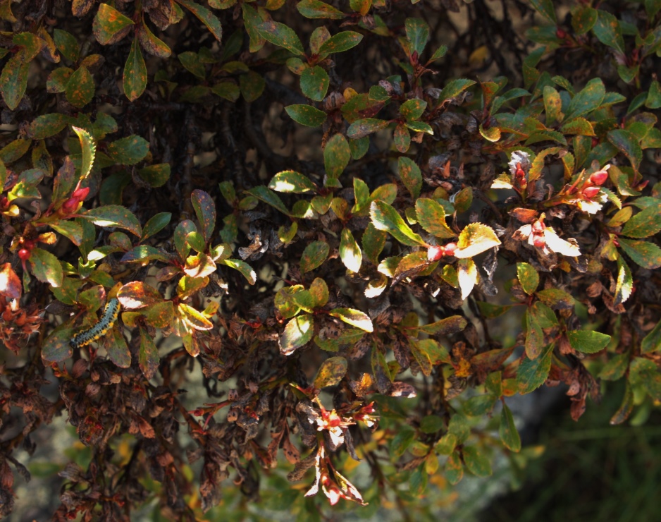 Image of Salix berberifolia specimen.