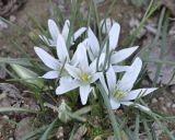 Ornithogalum sibthorpii