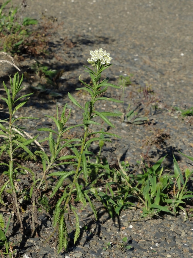 Image of Achillea alpina specimen.