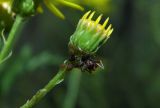 Senecio grandidentatus