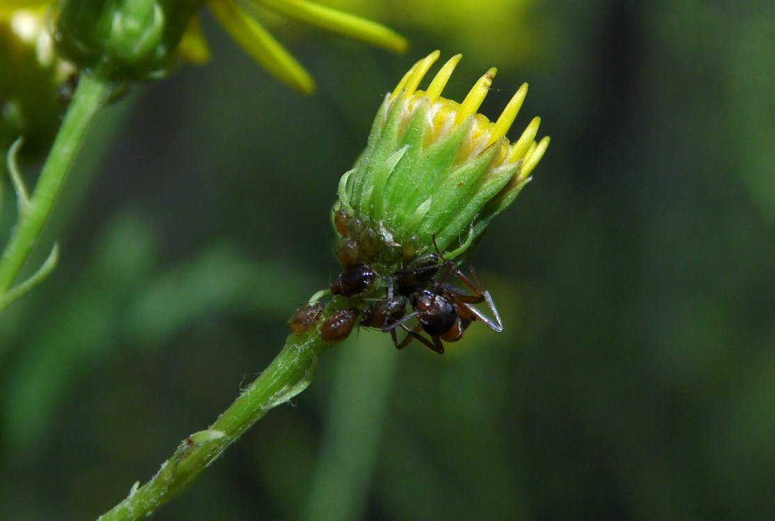 Image of Senecio grandidentatus specimen.