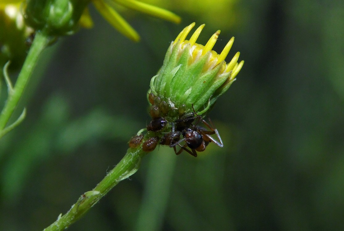 Изображение особи Senecio grandidentatus.