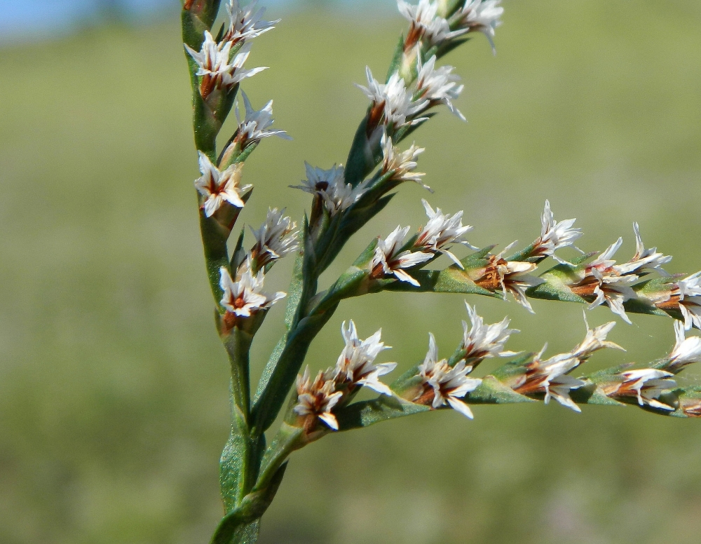 Image of Goniolimon tauricum specimen.