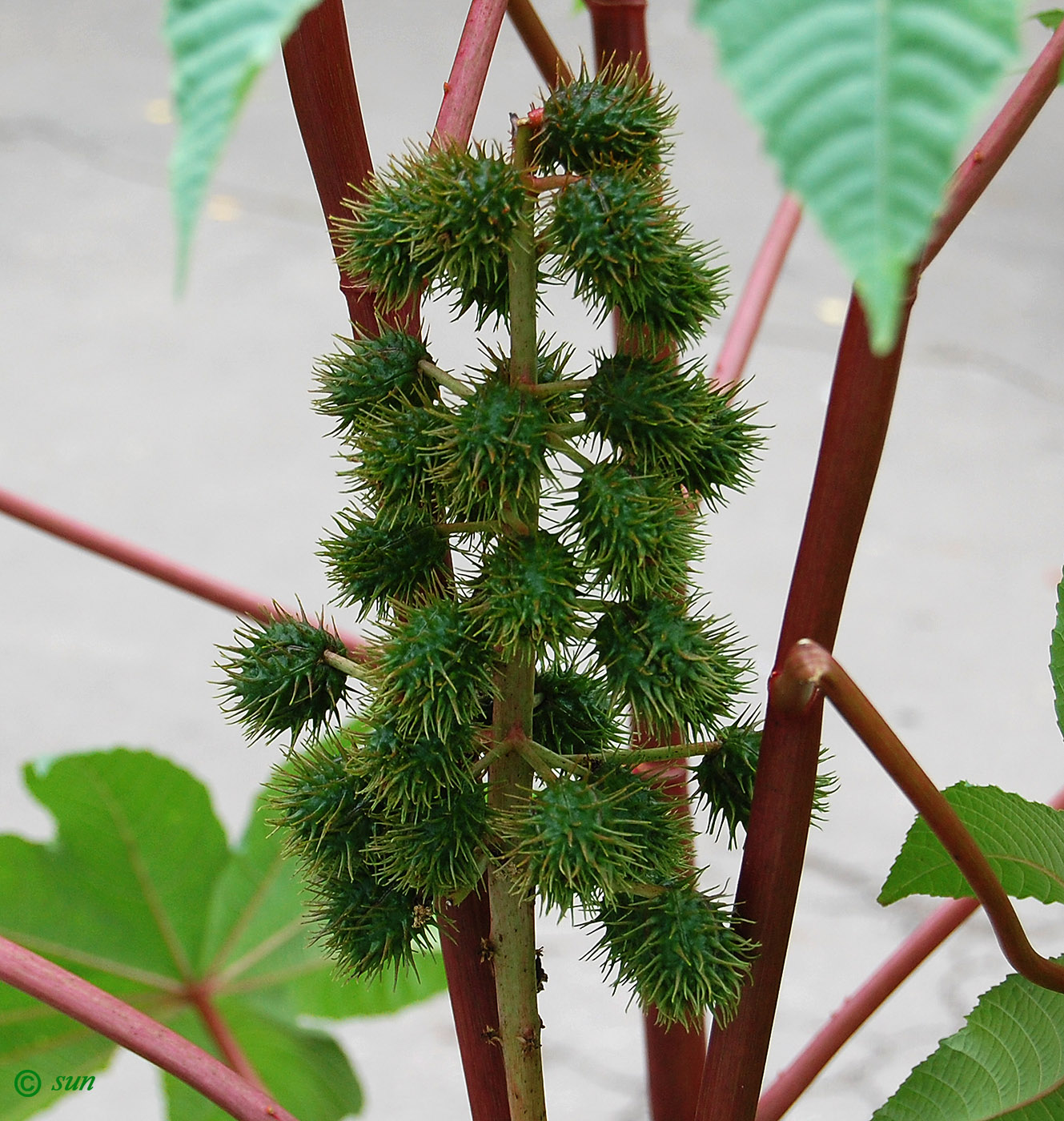 Изображение особи Ricinus communis.