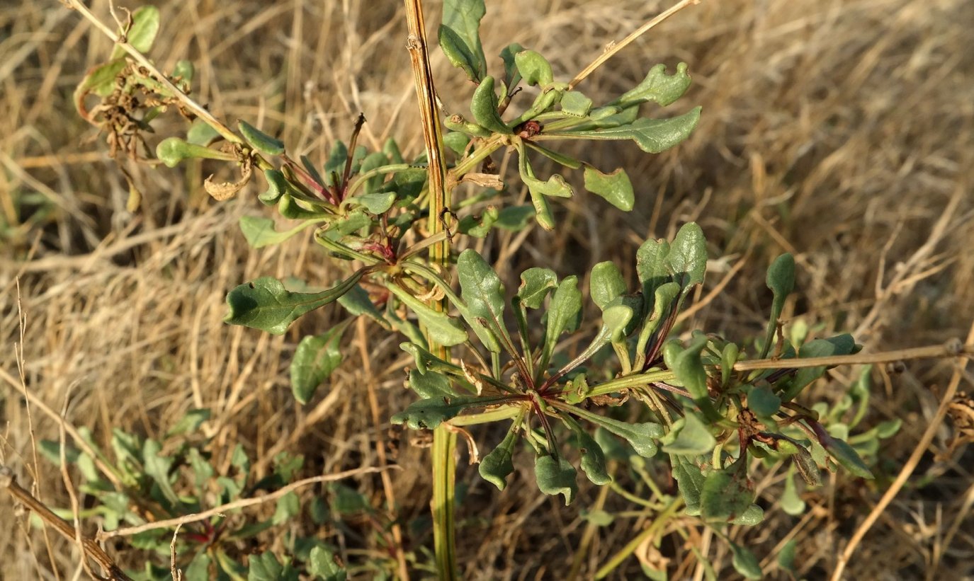 Image of Beta maritima specimen.