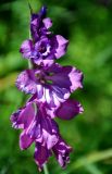 Gladiolus tenuis