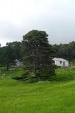 Pinus sylvestris
