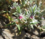 Polygonum paronychioides