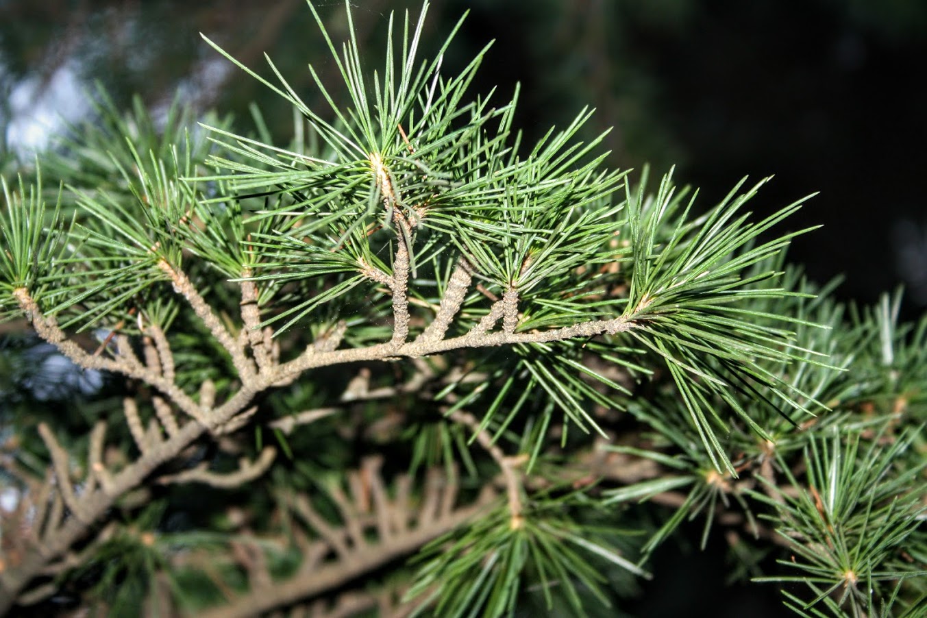 Image of Cedrus libani specimen.