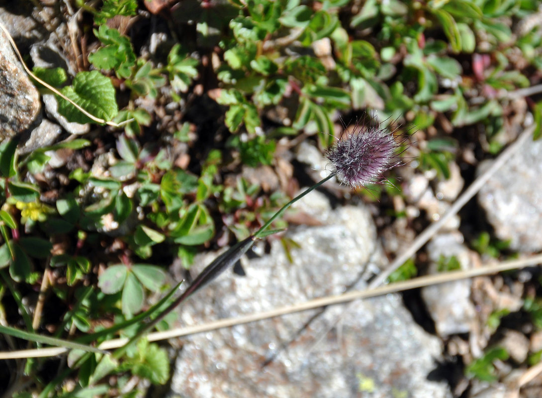 Изображение особи Alopecurus dasyanthus.