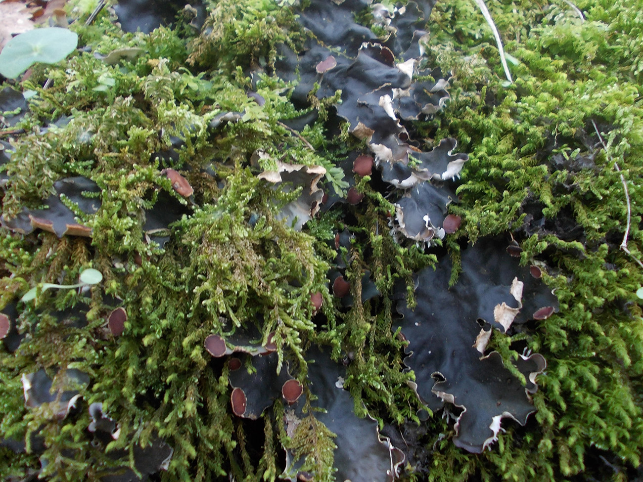 Image of Peltigera horizontalis specimen.