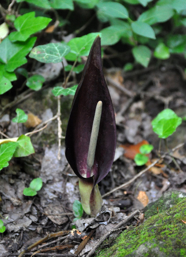 Изображение особи Arum elongatum.