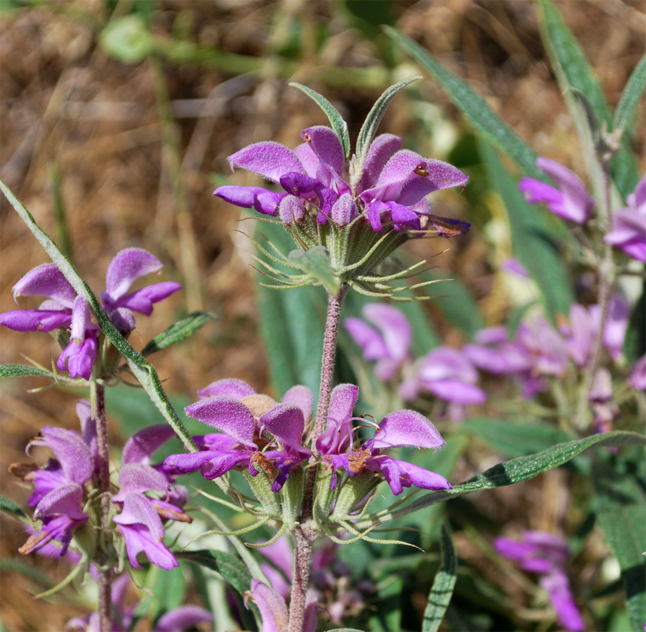 Изображение особи Phlomis regelii.