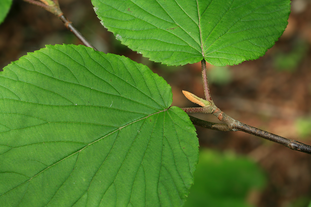 Image of Viburnum furcatum specimen.