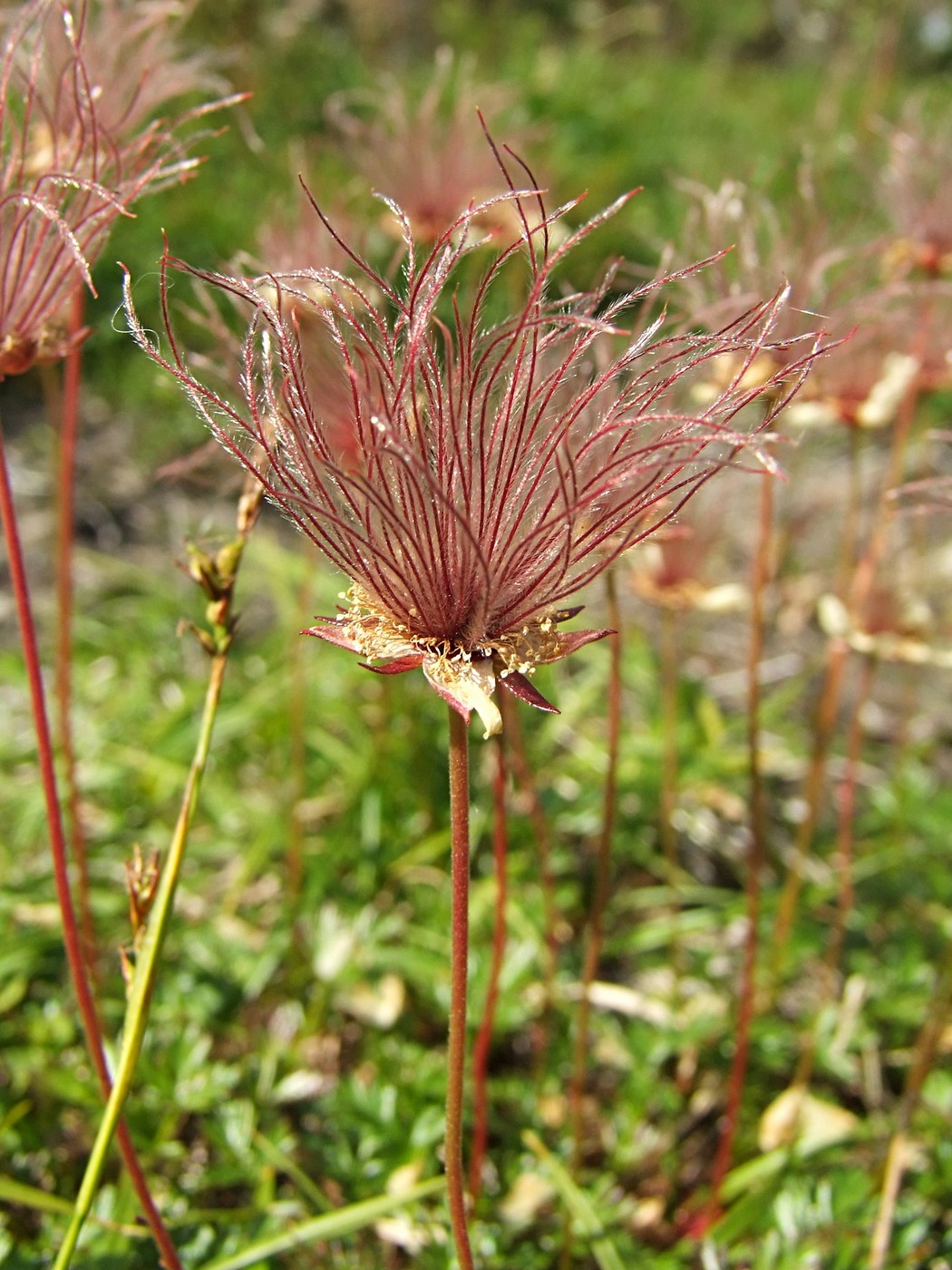 Image of Sieversia pusilla specimen.