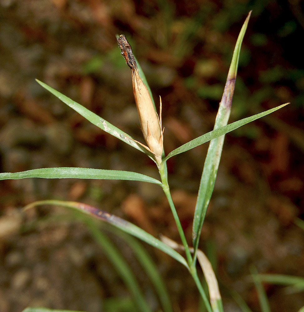 Image of Dianthus caucaseus specimen.