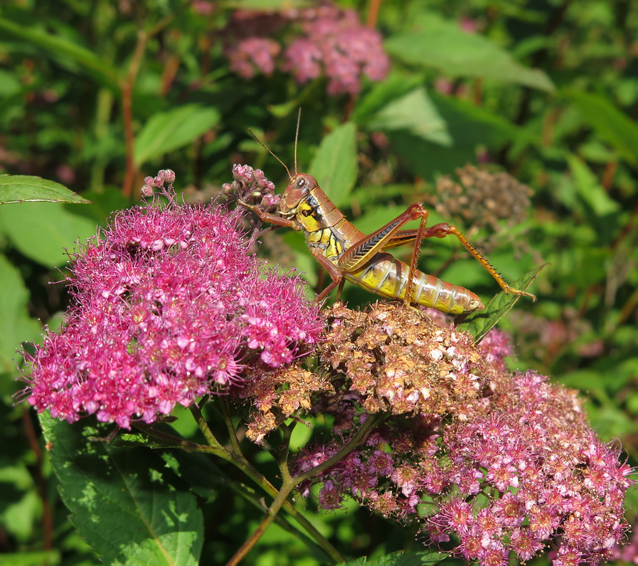 Image of Spiraea japonica specimen.