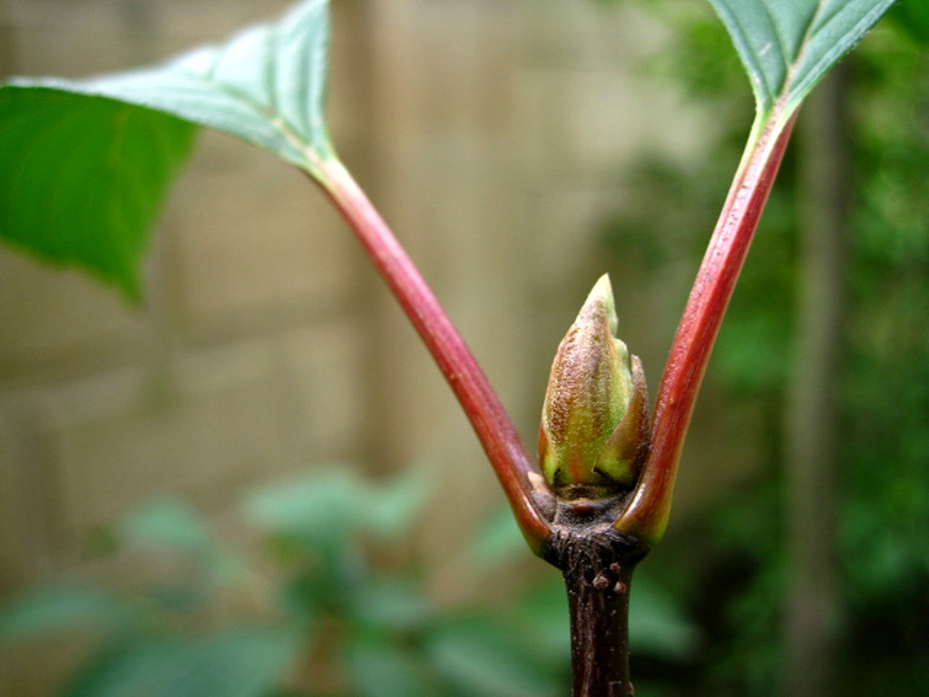 Image of Viburnum &times; bodnantense specimen.