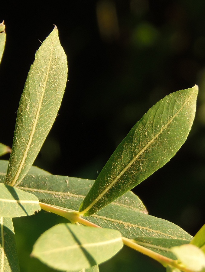 Image of Salix purpurea specimen.