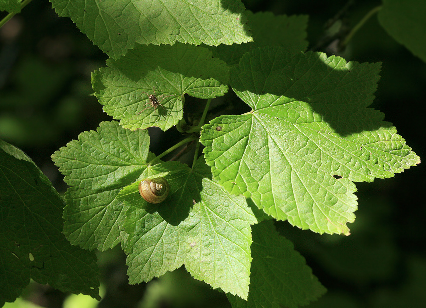 Image of Ribes latifolium specimen.