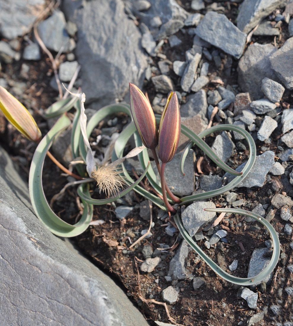 Изображение особи Tulipa uniflora.