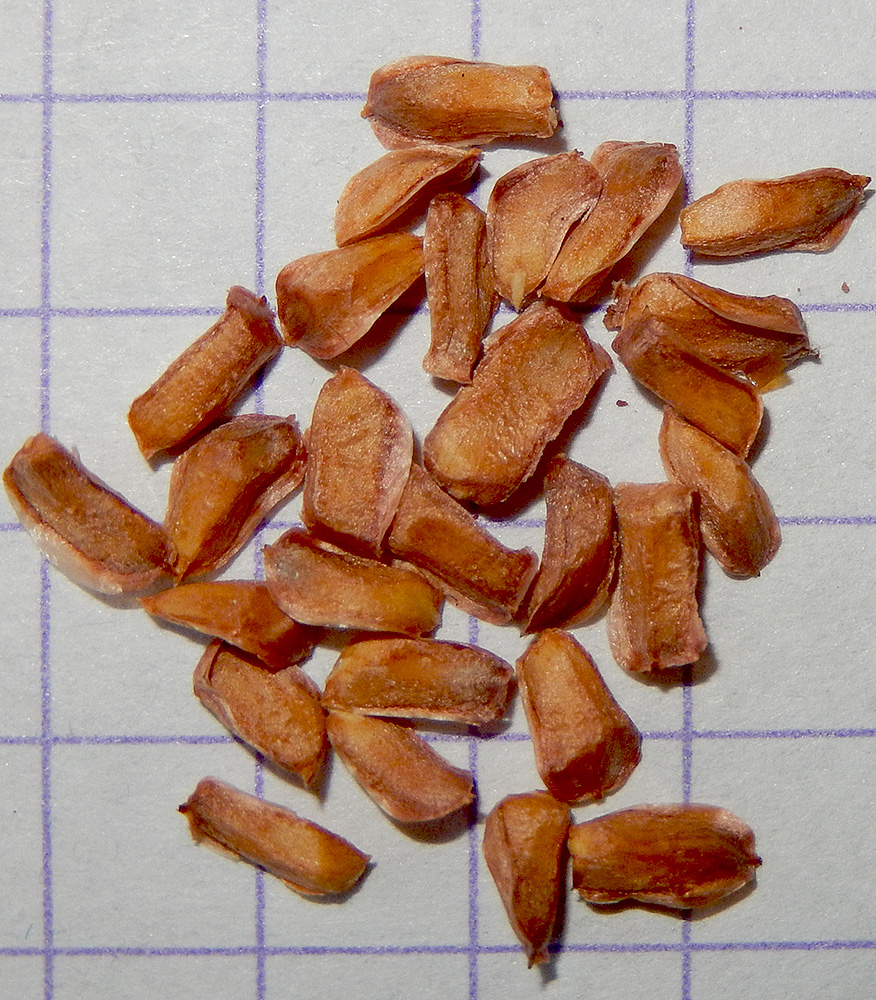Image of Cupressus sempervirens specimen.
