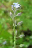 Myosotis arvensis