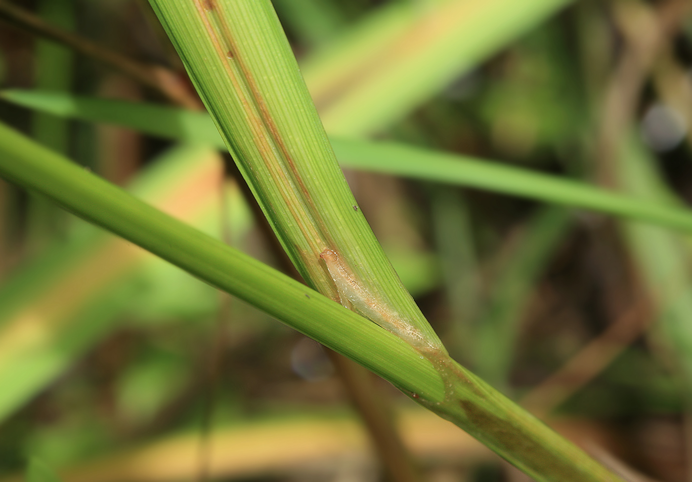 Изображение особи Carex cryptocarpa.