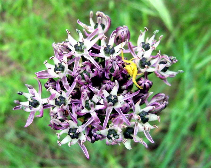 Image of Allium cyrilli specimen.