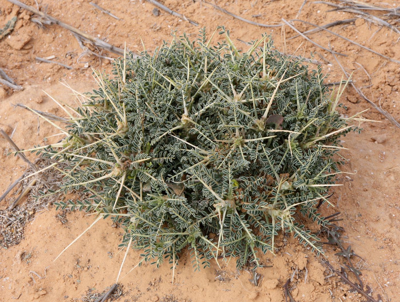 Image of Astragalus trigonus specimen.