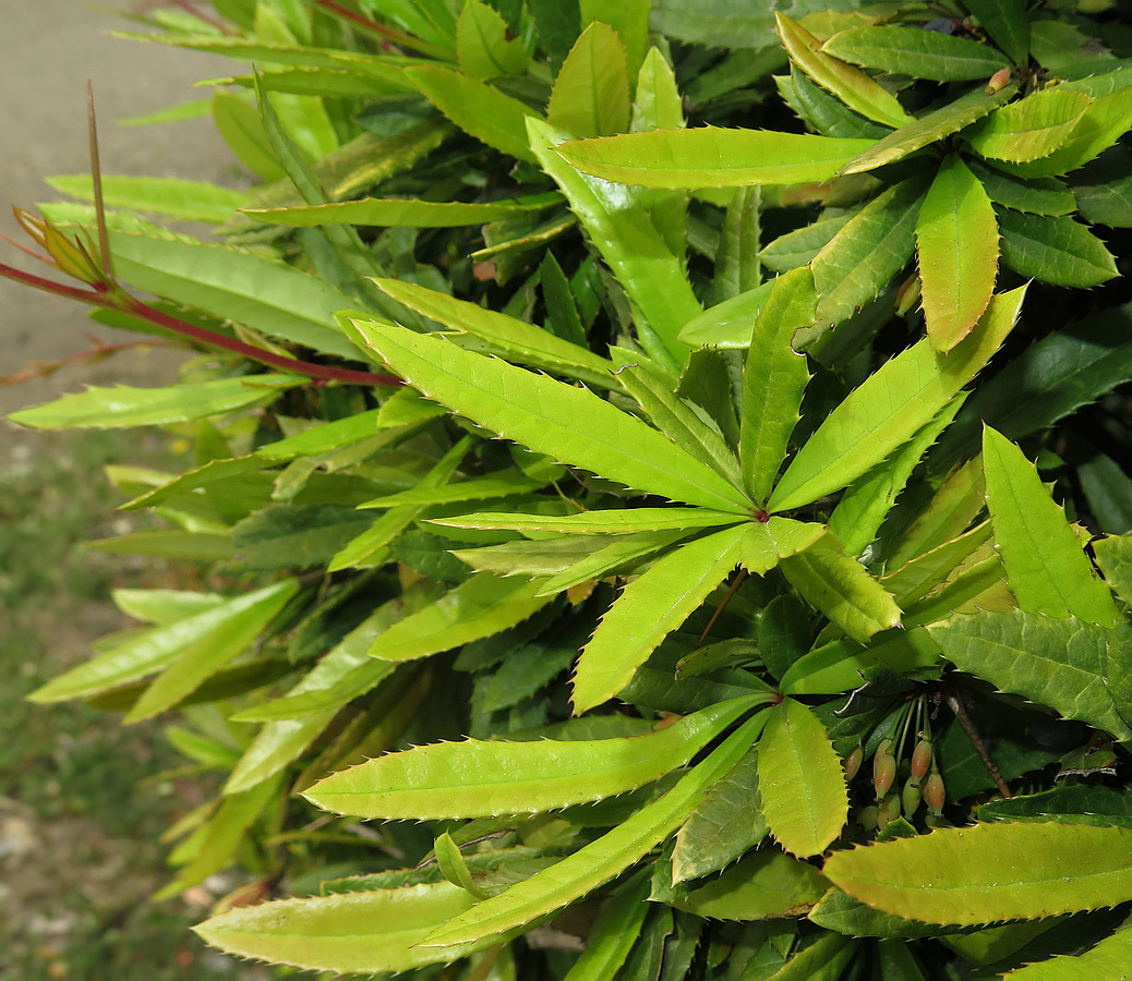 Image of Berberis julianae specimen.