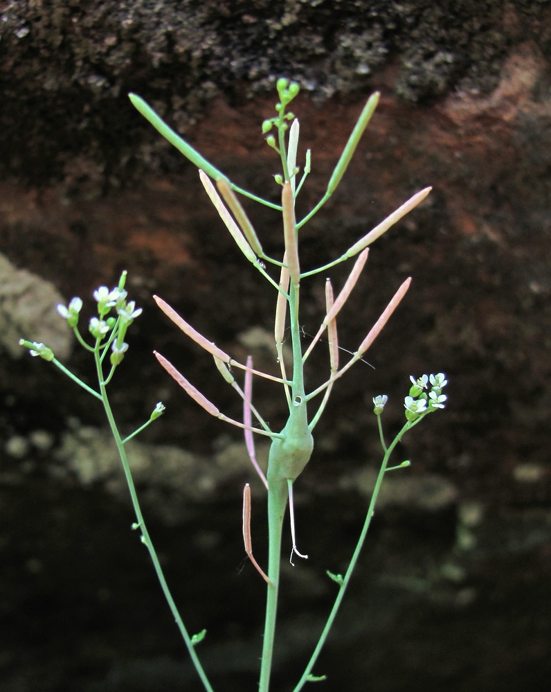 Изображение особи Arabidopsis thaliana.