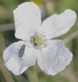 Papaver albiflorum