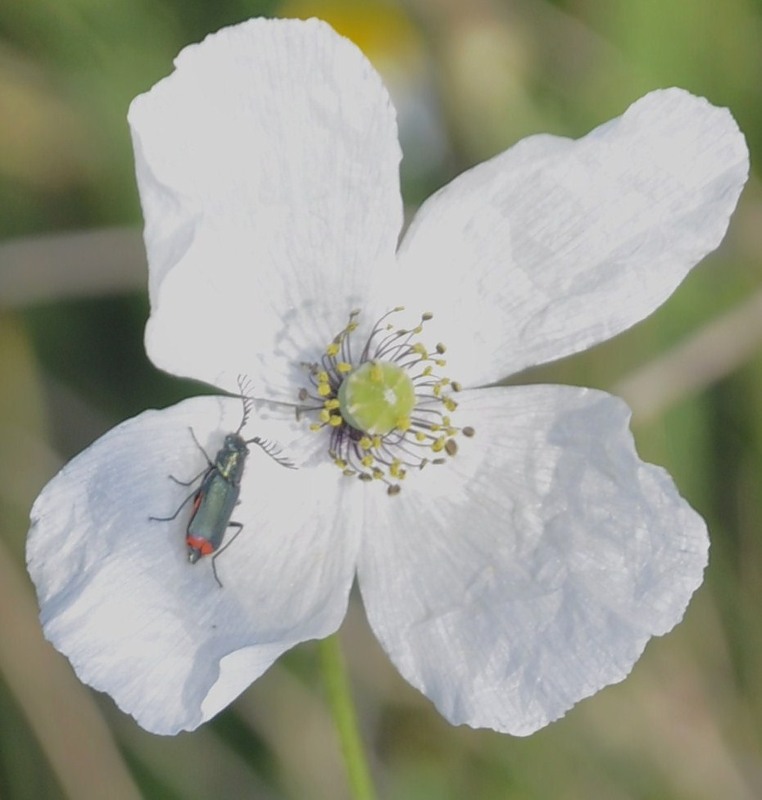 Изображение особи Papaver albiflorum.