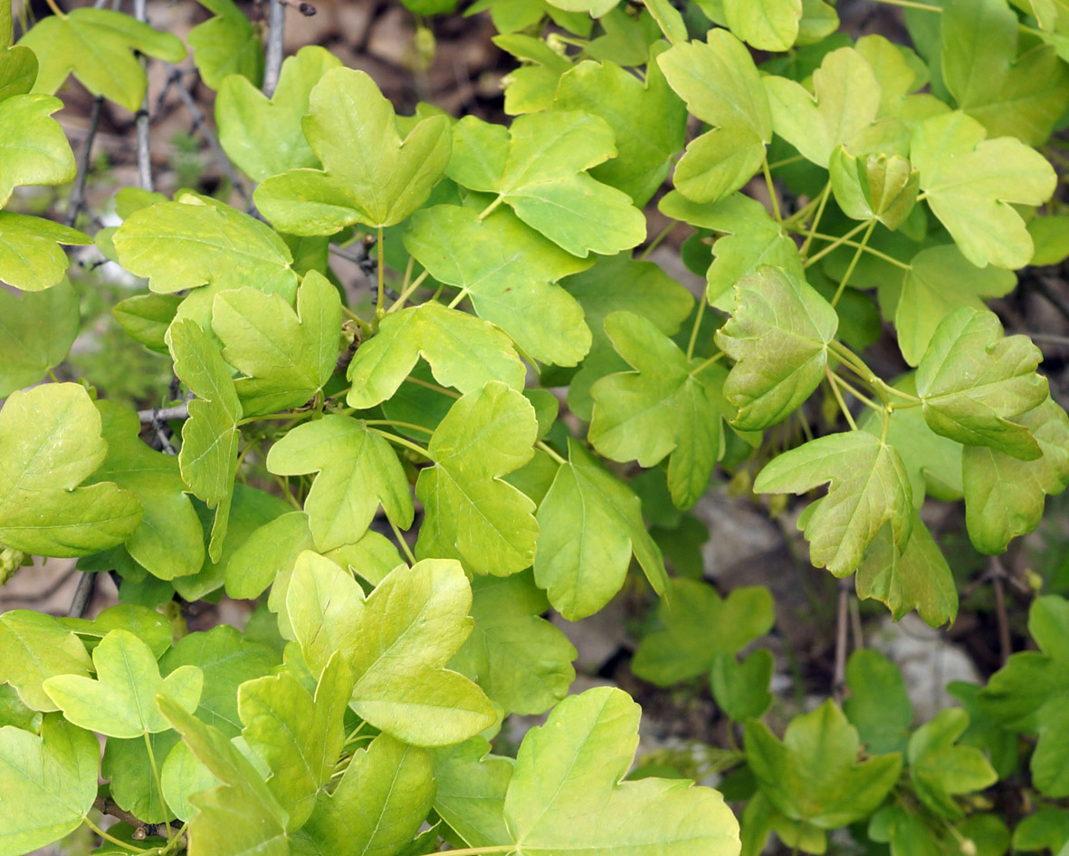 Image of Acer ibericum specimen.