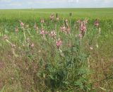 genus Onobrychis. Цветущее растение. Крым, Симферопольский р-н, окр. пос. Давыдовка, край поля. 1 июня 2017 г.