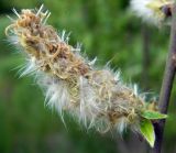 Salix cinerea. Соплодие со вскрывшимися зрелыми плодами. Подмосковье, окр. г. Одинцово, опушка смешанного леса. Май 2017 г.