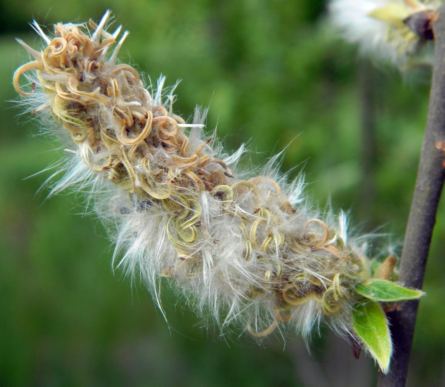 Изображение особи Salix cinerea.