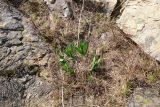 Allium nutans