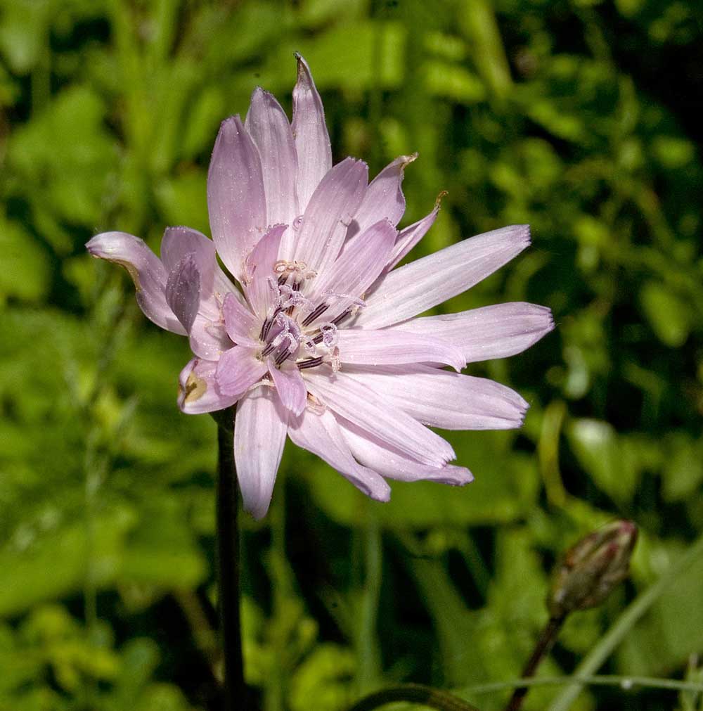 Image of Scorzonera purpurea specimen.