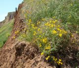 Medicago falcata