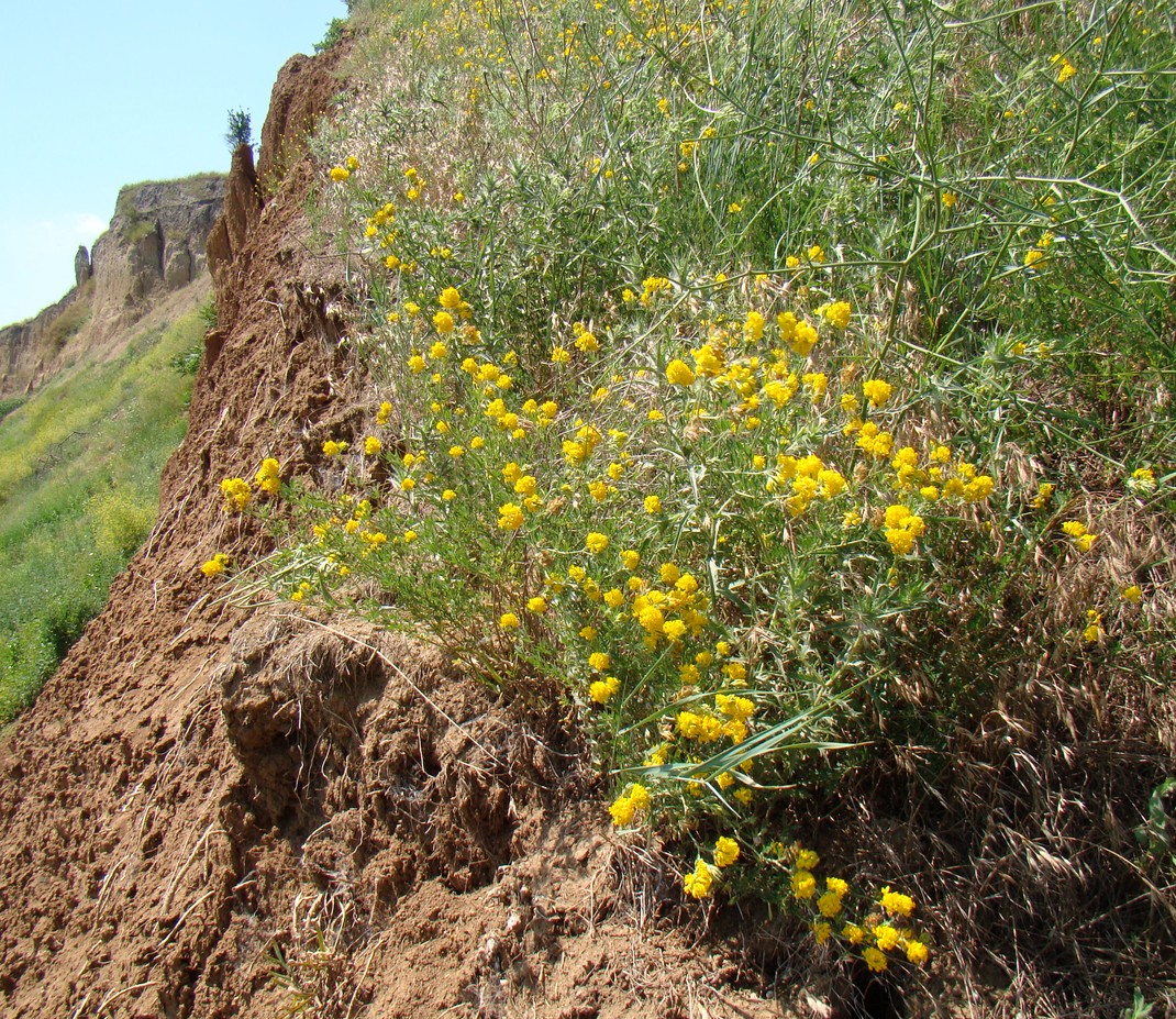 Изображение особи Medicago falcata.