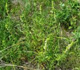 Stachys atherocalyx. Цветущие растения в приморской степи. Крым, Керченский п-ов, Приазовье, Караларская степь. 31.05.2017.