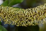 Grevillea hilliana