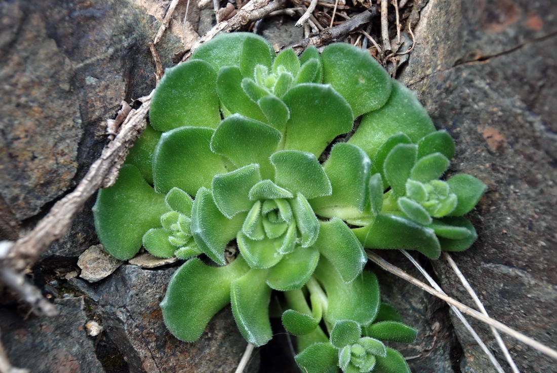 Изображение особи Rosularia platyphylla.