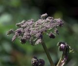 Angelica sylvestris. Соцветие с нераскрывшимися цветками. Московская обл., Раменский р-н, окр. дер. Хрипань, садовый участок. 24.07.2017.