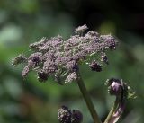 Angelica sylvestris