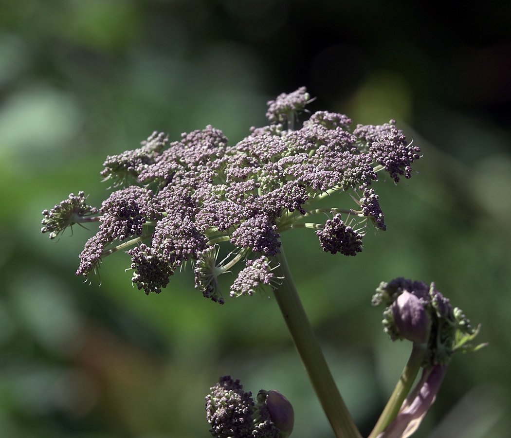 Изображение особи Angelica sylvestris.