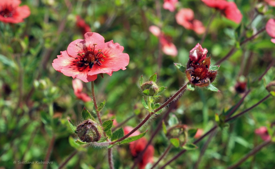 Image of Potentilla nepalensis specimen.